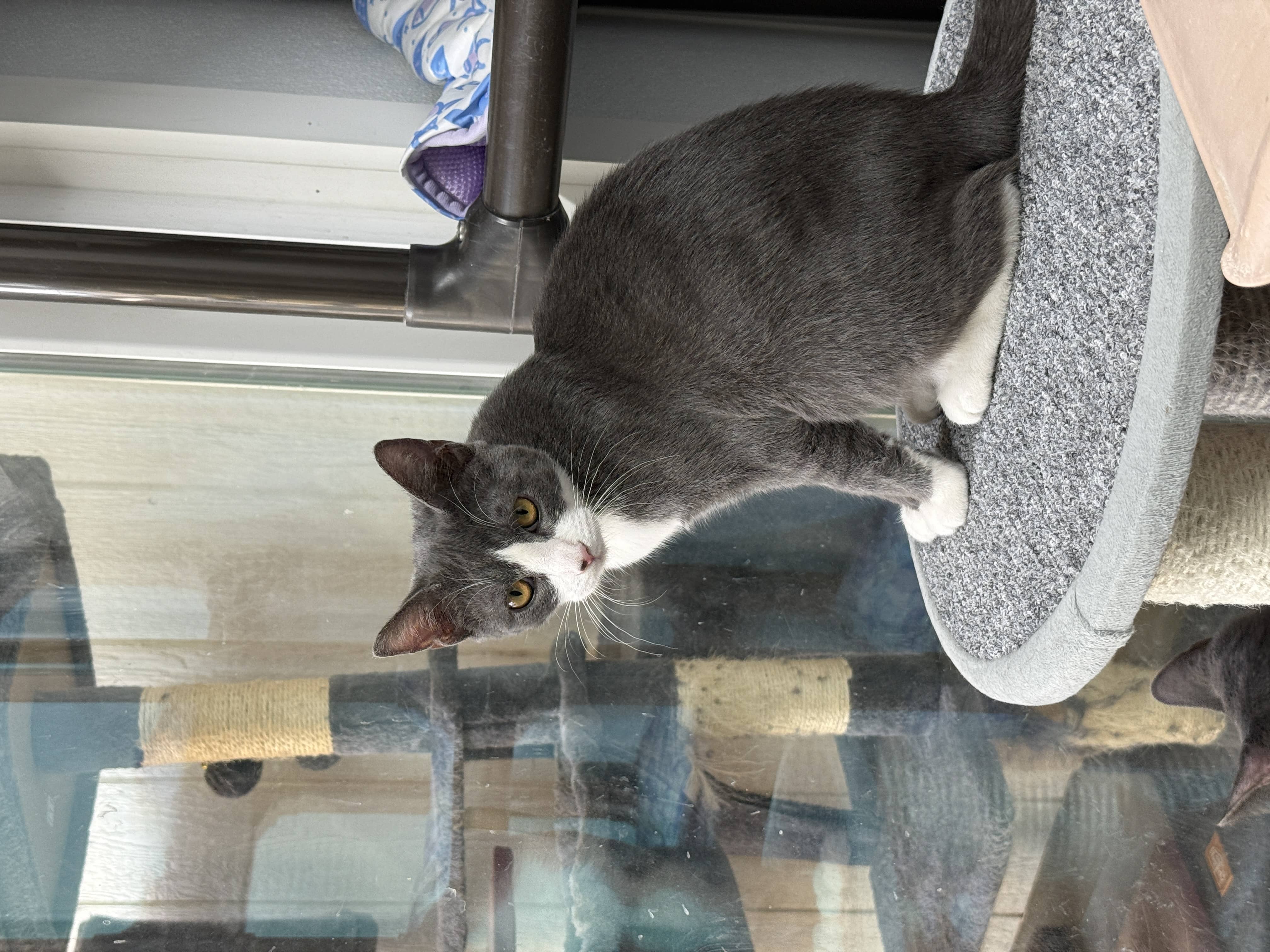 kittyyyy